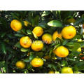 أفضل الأسعار Nanfeng Baby Mandarin with Good Quality